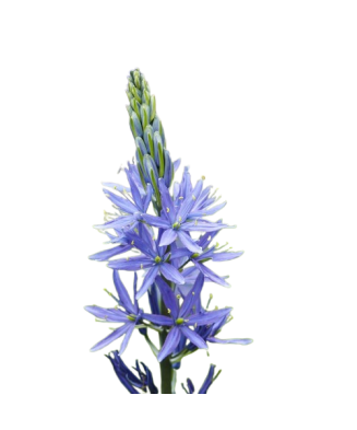 Planta Zambila Indiana Camassia, Leichtlinii Caerulea, Albastru, 12/14, 1 Planta