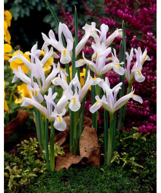 Iris Reticulata, Natascha I, Alb, 5/6, 1 Bulb