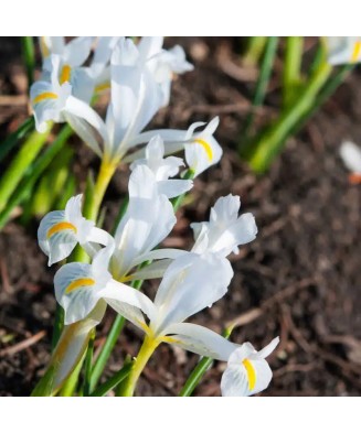 Iris Reticulata, Natascha I, Alb, 5/6, 1 Bulb