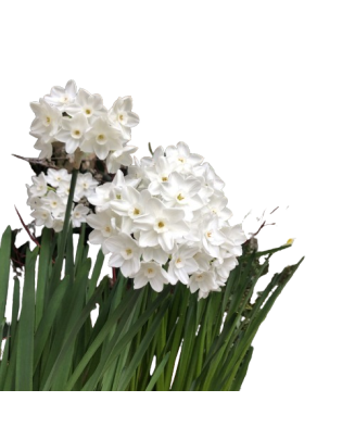 Narcise Narcissus, Toto Mini Pitice Multiflora, Alb, 10/12, 1 Bulb
