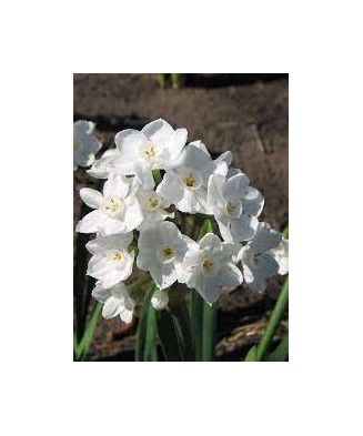 Narcise Narcissus, Toto Mini Pitice Multiflora, Alb, 10/12, 1 Bulb