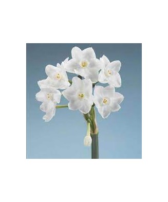 Narcise Narcissus, Toto Mini Pitice Multiflora, Alb, 10/12, 1 Bulb