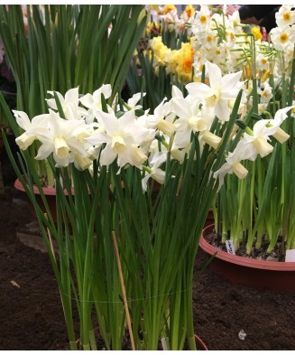 Narcise Narcissus, Toto Mini Pitice Multiflora, Alb, 10/12, 1 Bulb