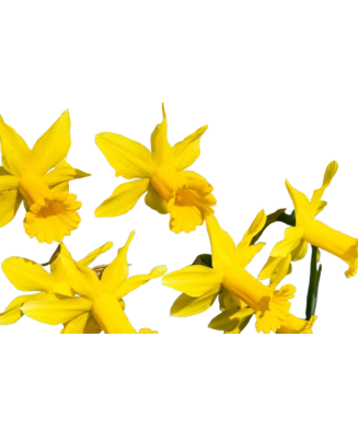 Narcise Narcissus, Peeping Tom, Galben, 10/12, 1 Bulb