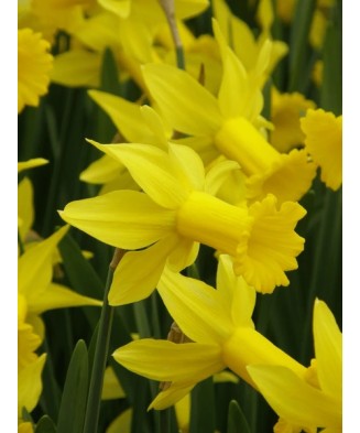 Narcise Narcissus, Peeping Tom, Galben, 10/12, 1 Bulb