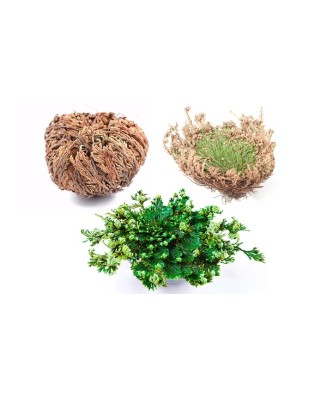 Trandafir de Ierihon Selaginella, Lepidophylla I, Verde, I, 1 Bulb
