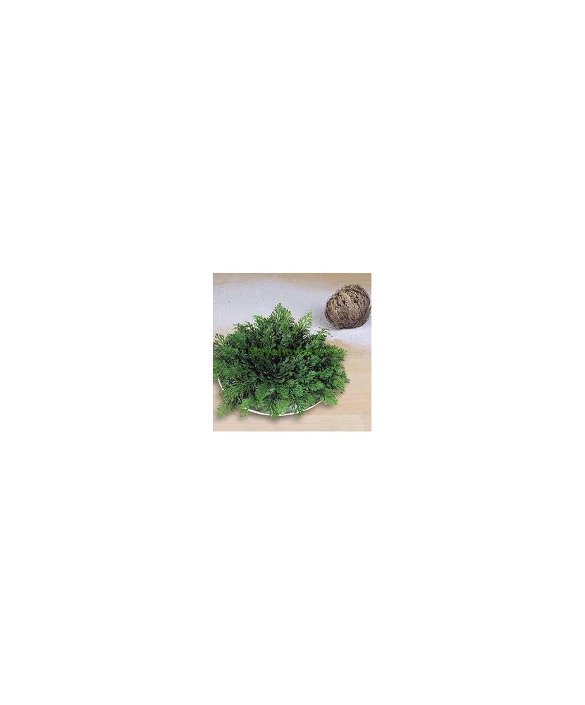 Trandafir de Ierihon Selaginella, Lepidophylla I, Verde, I, 1 Bulb