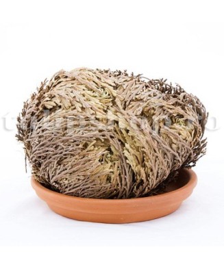 Trandafir de Ierihon Selaginella, Lepidophylla I, Verde, I, 1 Bulb