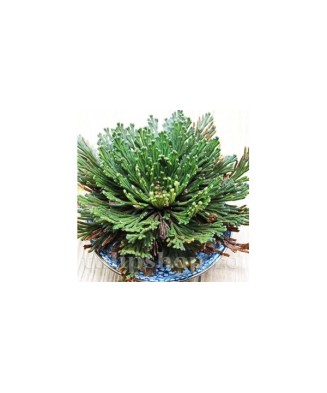Trandafir de Ierihon Selaginella, Lepidophylla I, Verde, I, 1 Bulb