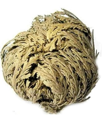 Trandafir de Ierihon Selaginella, Lepidophylla I, Verde, I, 1 Bulb