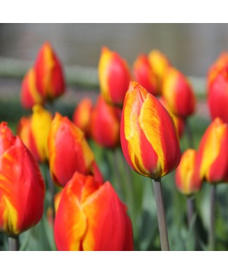 Lalele Tulipa, Flair, Rosu/Galben, 12/+, 1 Bulb