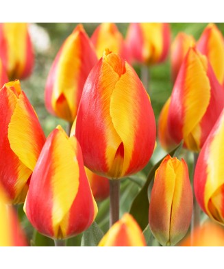 Lalele Tulipa, Flair, Rosu/Galben, 12/+, 1 Bulb