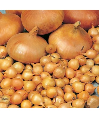 Bulbi Ceapa/Arpagic galben...