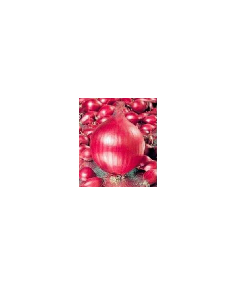 Bulbi Ceapa/Arpagic roșu 'Red Karmen', 0.5kg