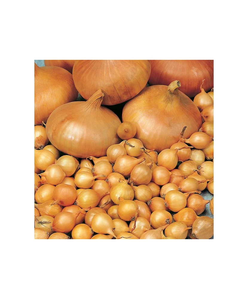 Bulbi Ceapa/Arpagic galben 'Stuttgarter Riessen', 0.5kg