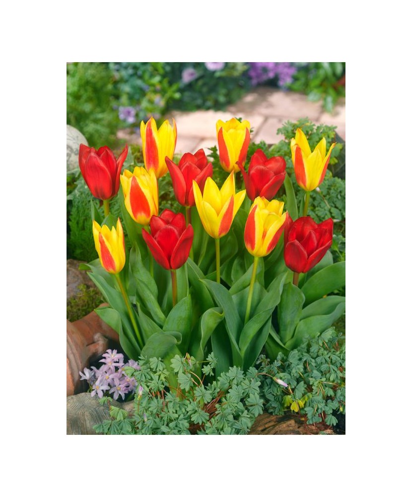 🌿Mix de Lalele Pitice și Specii 🌿 - 20 Bulbi