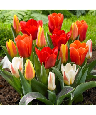 🌿Mix de Lalele Pitice și Specii 🌿 - 20 Bulbi