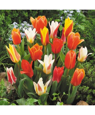 🌿Mix de Lalele Pitice și Specii 🌿 - 20 Bulbi