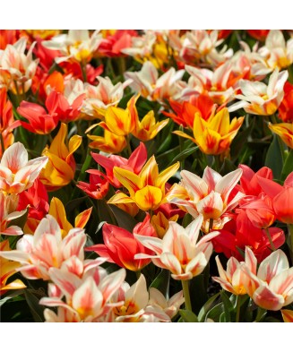 🌿Mix de Lalele Pitice și Specii 🌿 - 20 Bulbi