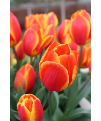 🌸 Mix de Lalele Clasice 🌸 - 50 bulbi -