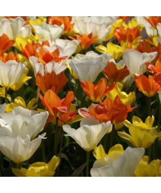 🌸 Mix de Lalele Clasice 🌸 - 50 bulbi -