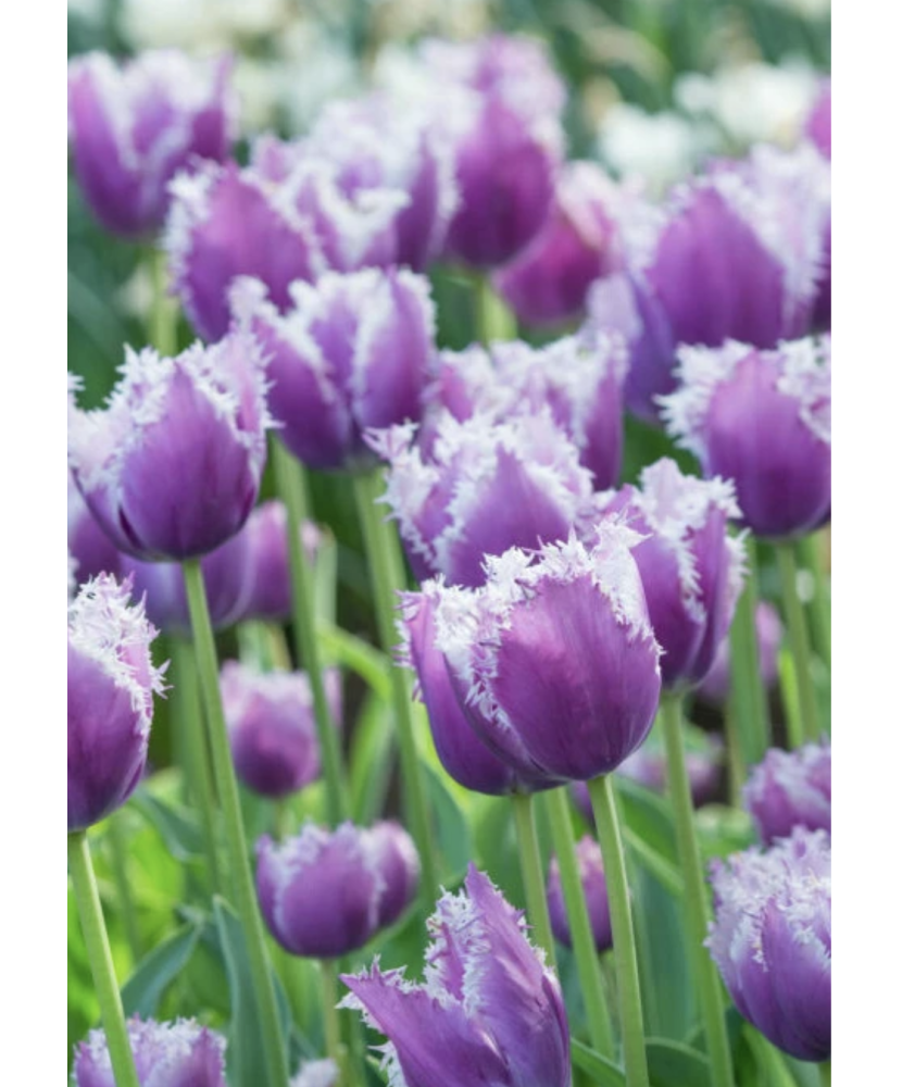 🌸 Mix de Lalele Clasice 🌸 - 50 bulbi -