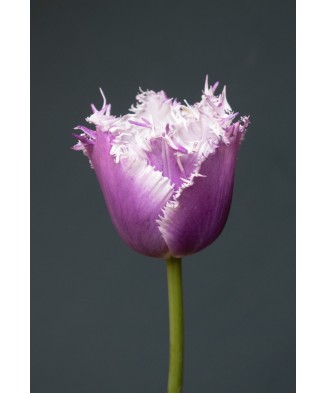 🌸 Mix de Lalele Clasice 🌸 - 50 bulbi -