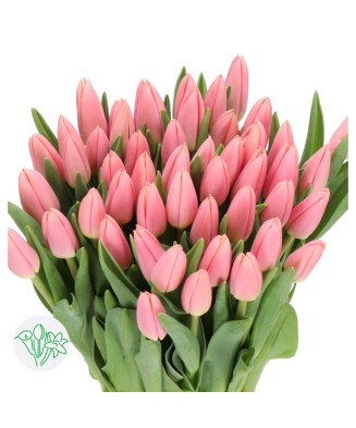 🌸 Mix de Lalele Clasice 🌸 - 50 bulbi -