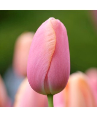 🌸 Mix de Lalele Clasice 🌸 - 50 bulbi -