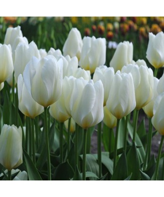 🌸 Mix de Lalele Clasice 🌸 - 50 bulbi -