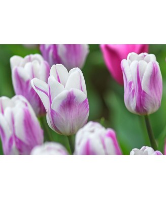 🌸 Mix de Lalele Clasice 🌸 - 50 bulbi -