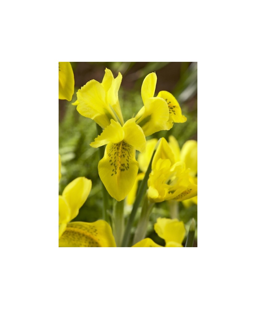 🌟Iris Pachet Special🌟 - 50 bulbi -