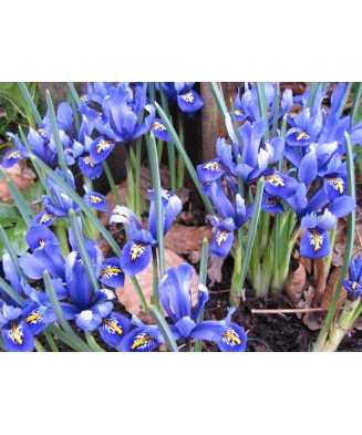 🌟Iris Pachet Special🌟 - 50 bulbi -