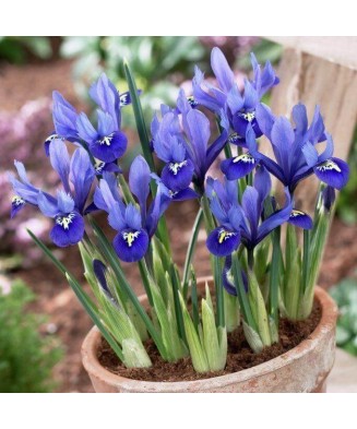 🌟Iris Pachet Special🌟 - 50 bulbi -