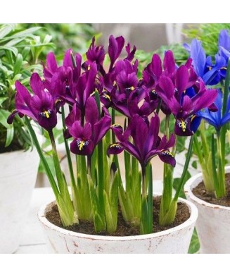 🌟Iris Pachet Special🌟 - 50 bulbi -