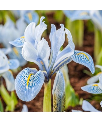 🌟Iris Pachet Special🌟 - 50 bulbi -