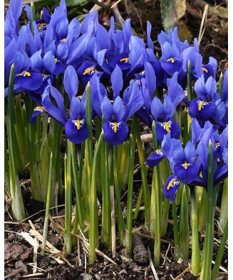 🌟Iris Pachet Special🌟 - 100 bulbi -