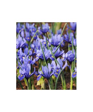 🌟Iris Pachet Special🌟 - 100 bulbi -