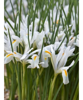 🌟Iris Pachet Special🌟 - 100 bulbi -