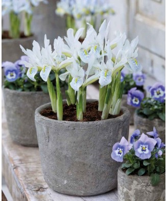 🌟Iris Pachet Special🌟 - 100 bulbi -