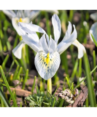 🌟Iris Pachet Special🌟 - 100 bulbi -