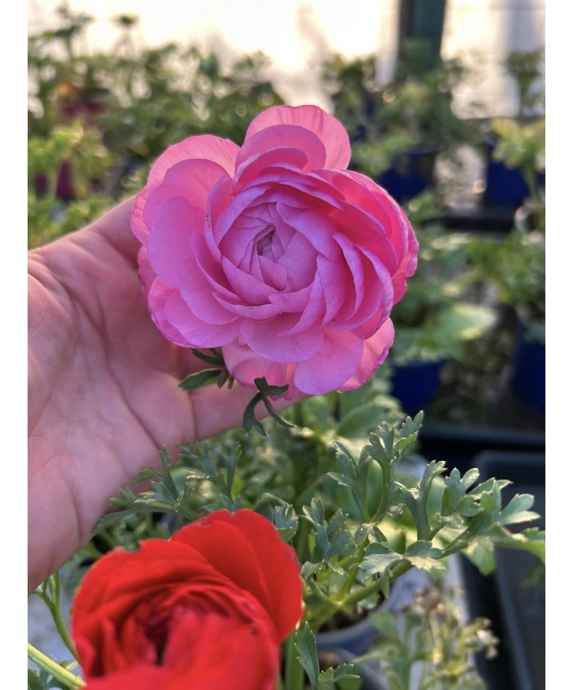 Ranunculus asiaticus F1 Mache Mix, planta ghiveci 11cm