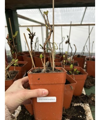 Planta, Hortensia Red Angel Blue. Albastru, Ghoveci 14cm