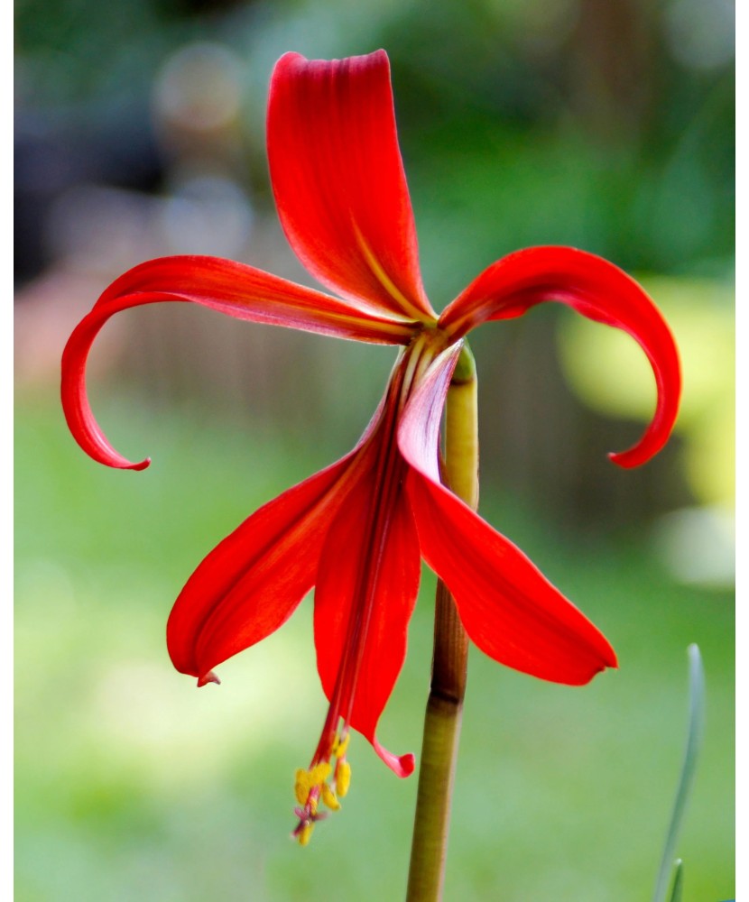 Sprekelia Formosissima, 16+, Rosu, bulbi