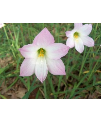 Habranthus Robustus, Crinul Ploii, 4/5, Roz, bulbi