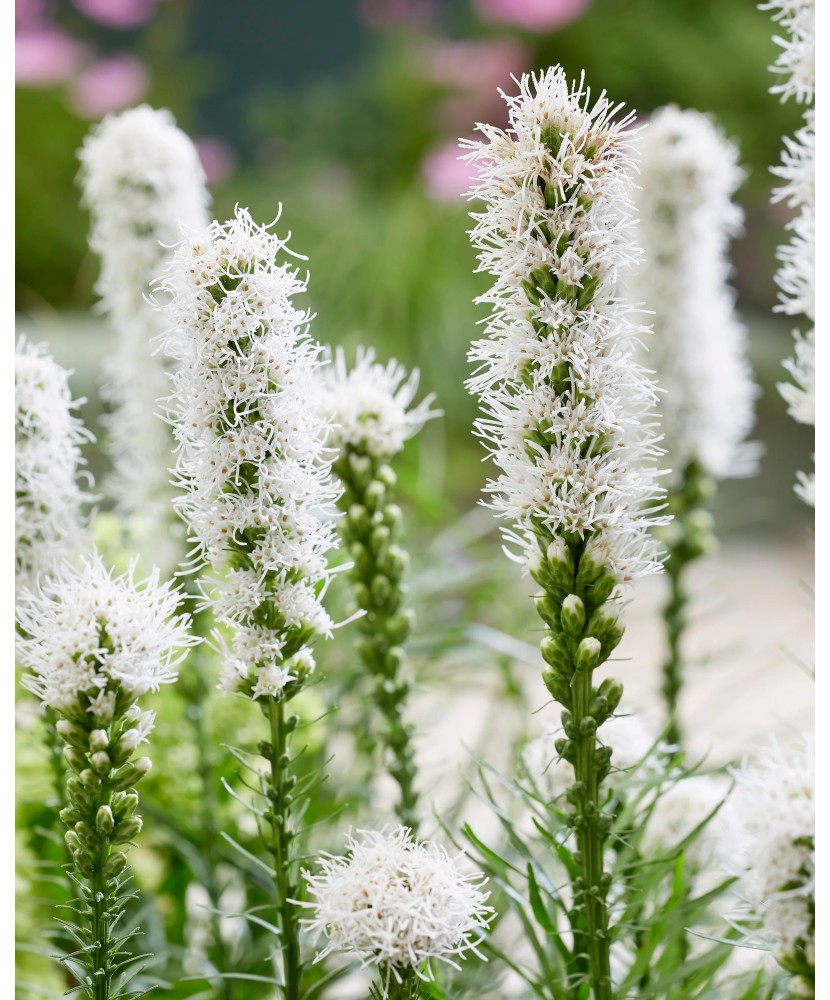 Liatris Spicata Alba, 7/8, Alb, bulbi
