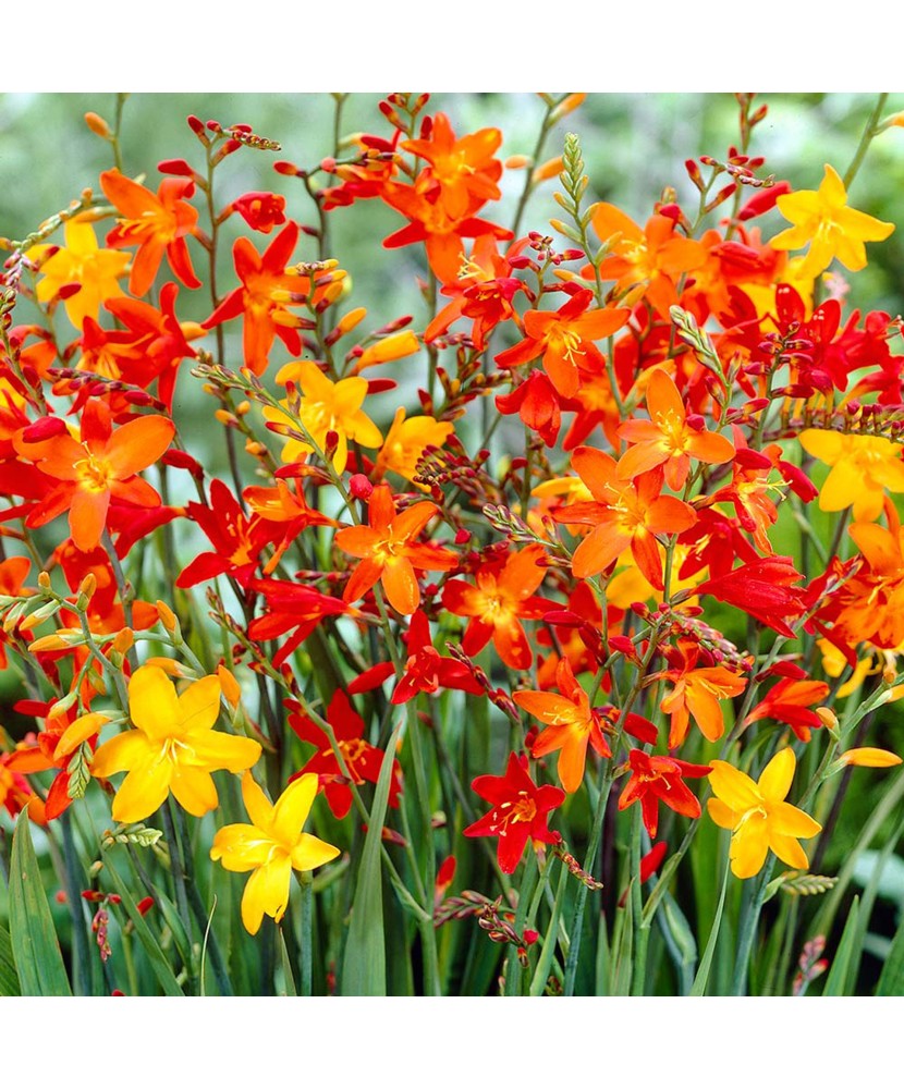 Crocosmia Small Flowering Multicolor,  6/8, Multicolor, bulbi