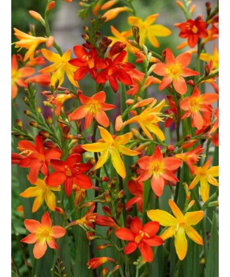 Crocosmia Large Flowering,  6/8, Multicolor, bulbi, flori mari