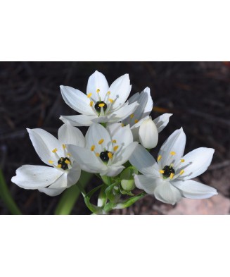 Ornithogalum Saundersiae, Steaua Arabiei, 18/20, Alb, bulbi