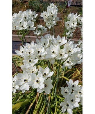 Ornithogalum Saundersiae, Steaua Arabiei, 18/20, Alb, bulbi